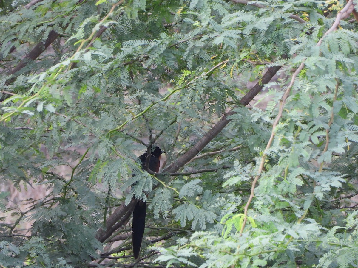 Chestnut-winged Cuckoo - ML645635654