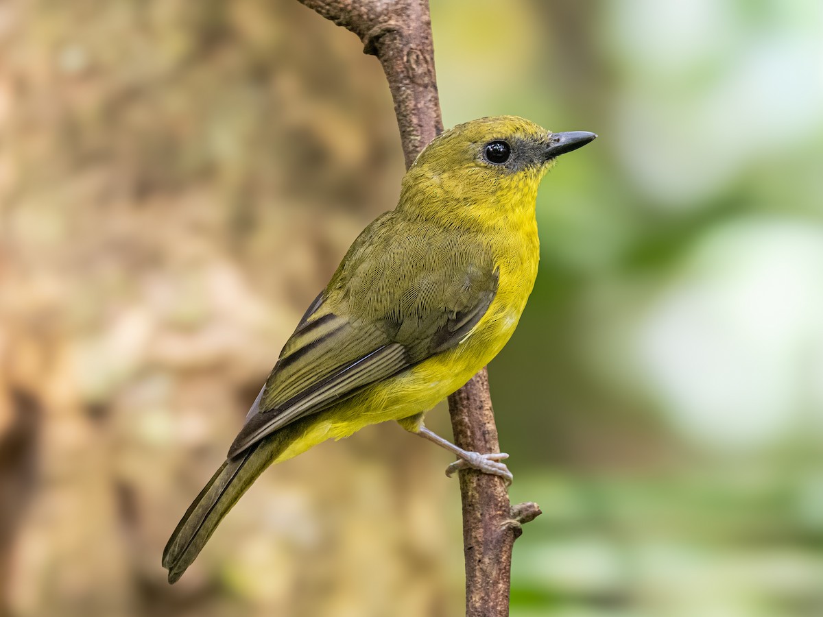 Siffleur de Bornéo - ML645635655