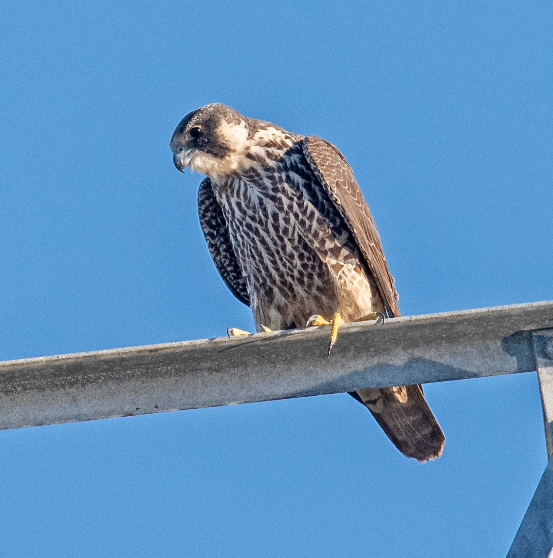 sokol stěhovavý - ML645635659