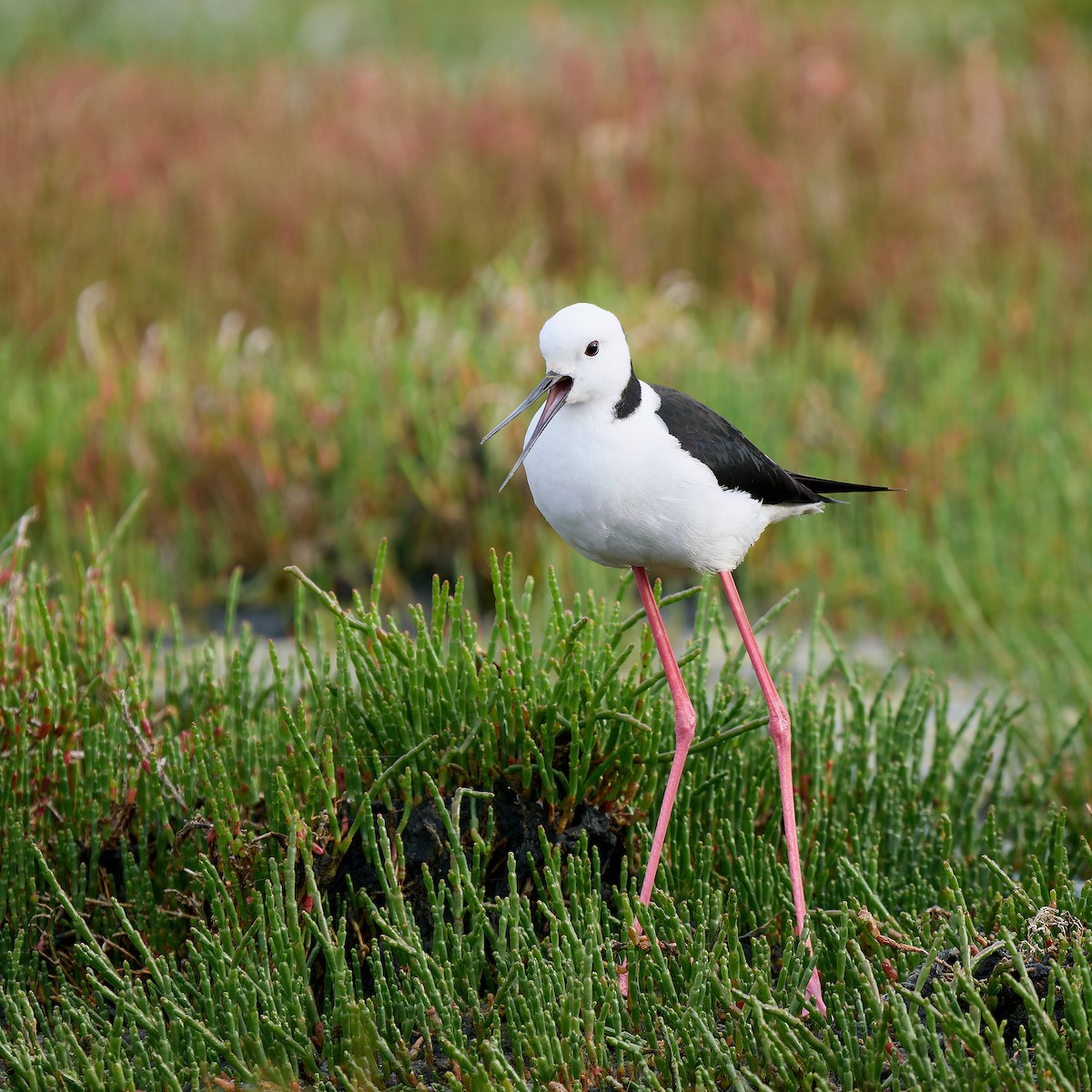 Pied Stilt - ML645635662