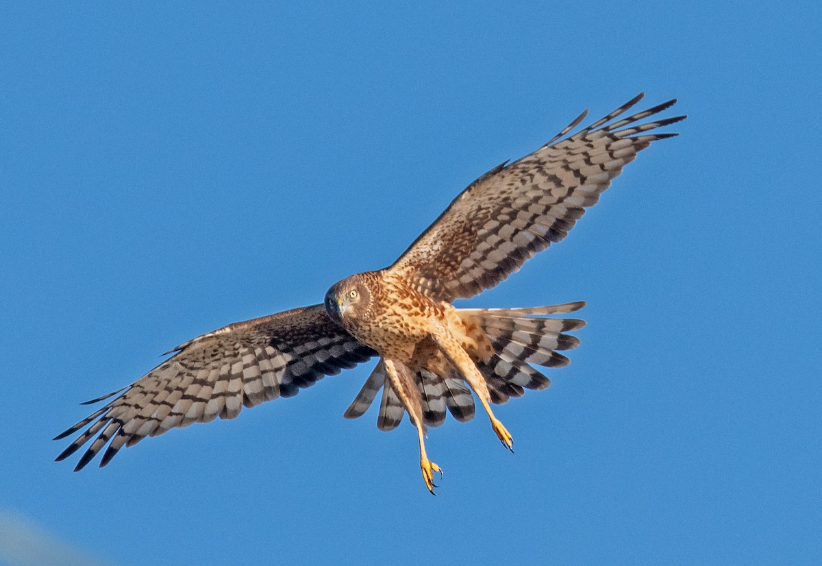 Лунь американський - ML645635663