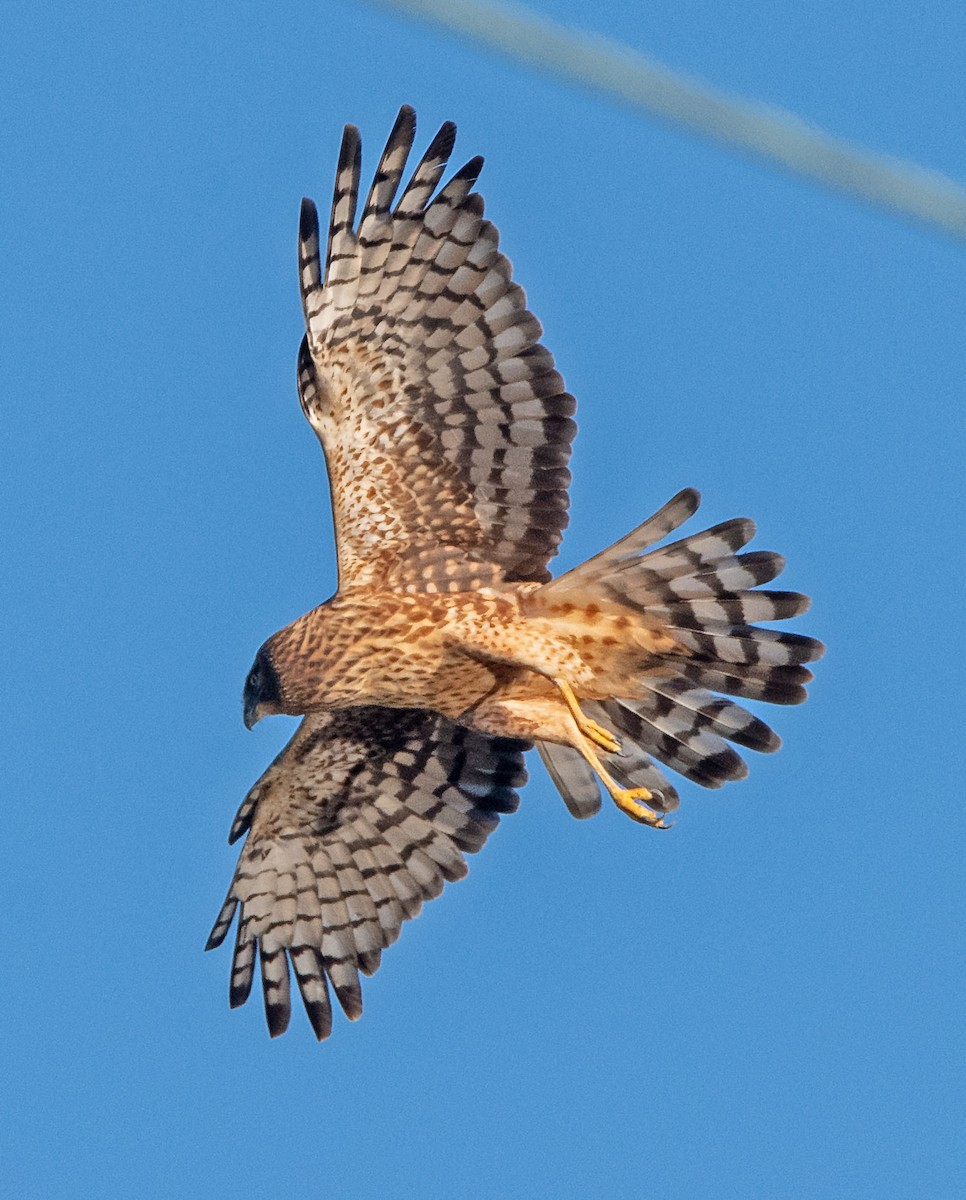 Лунь американський - ML645635664