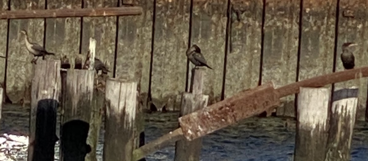 Cormoran à aigrettes - ML645635671