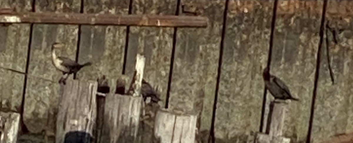 Cormoran à aigrettes - ML645635672