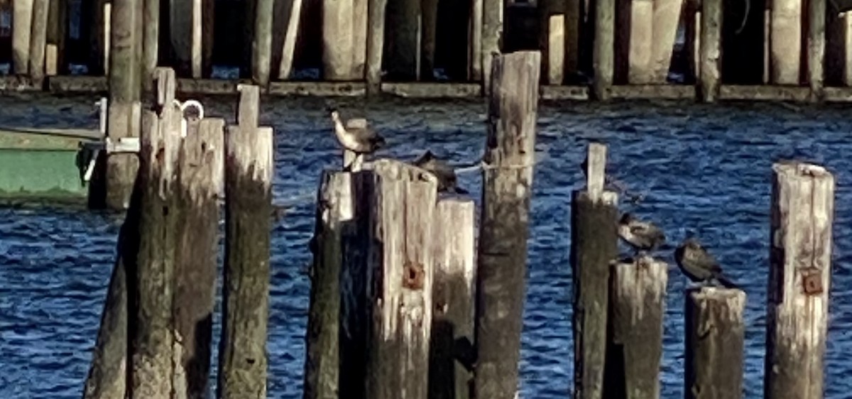 Cormoran à aigrettes - ML645635673