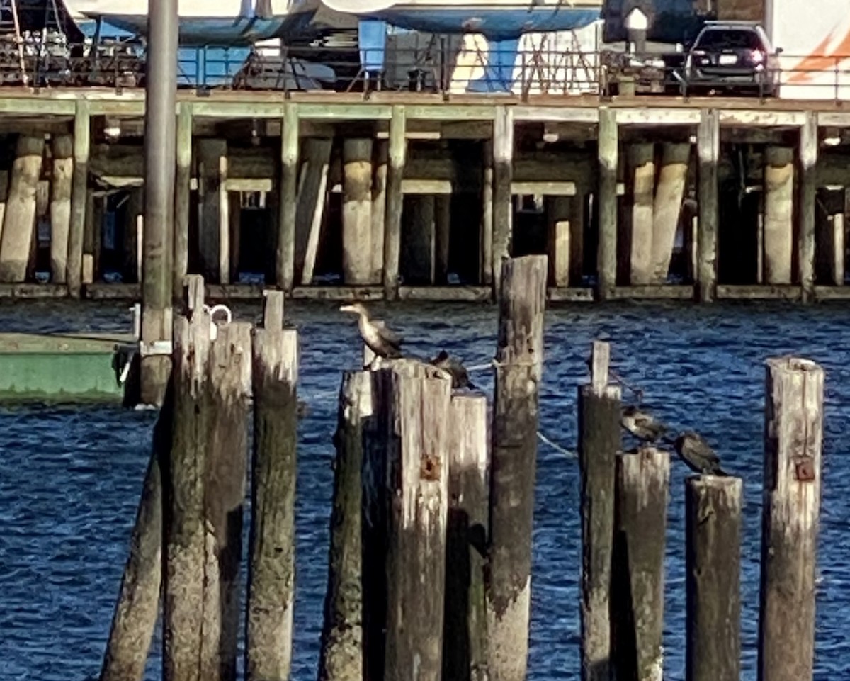 Cormoran à aigrettes - ML645635674