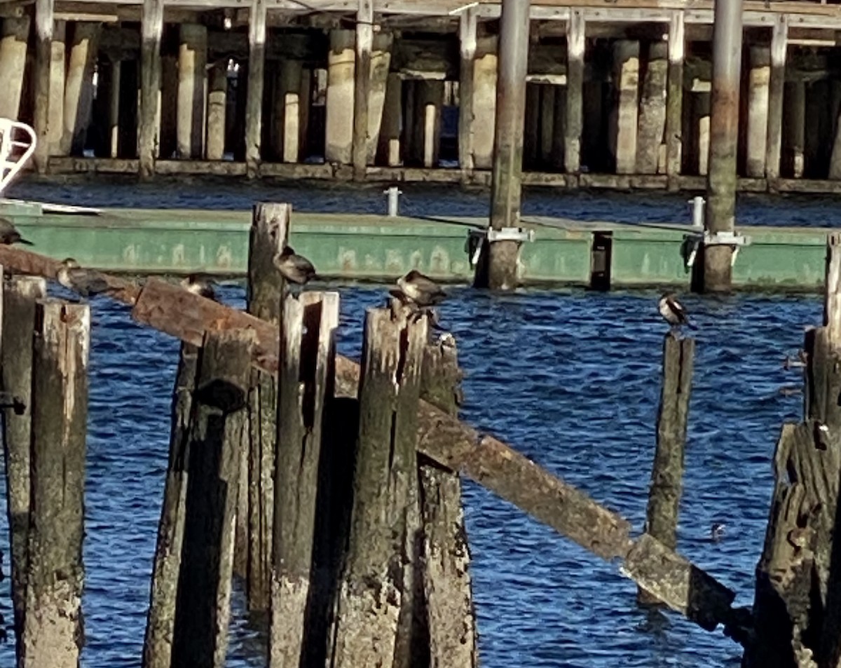 Cormoran à aigrettes - ML645635675