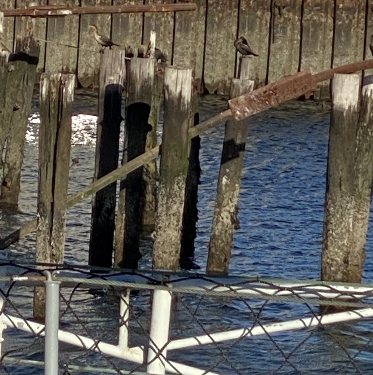 Cormoran à aigrettes - ML645635676