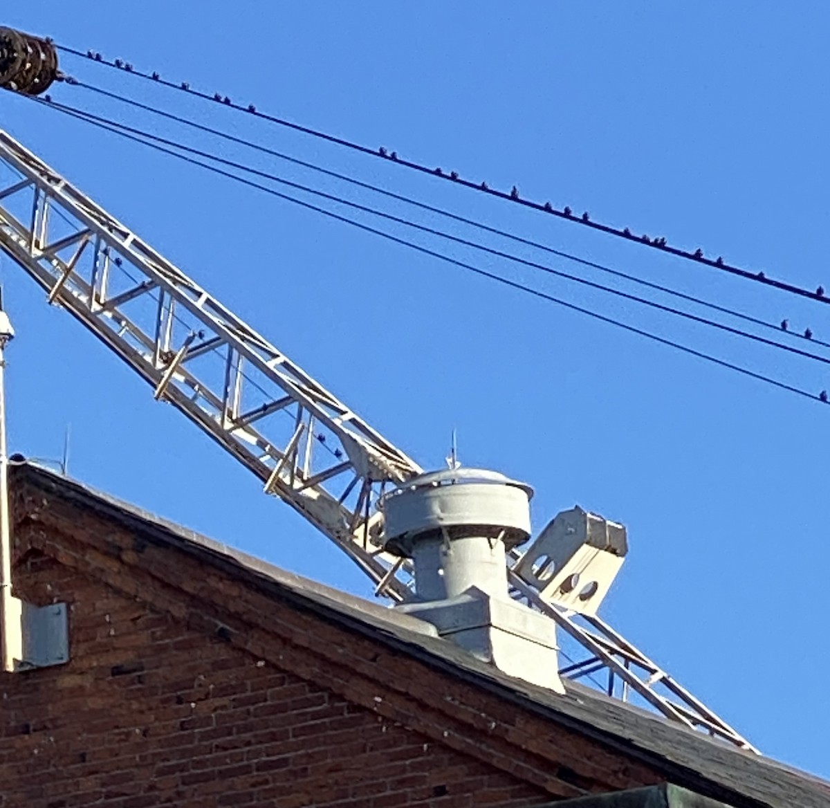 European Starling - ML645635678