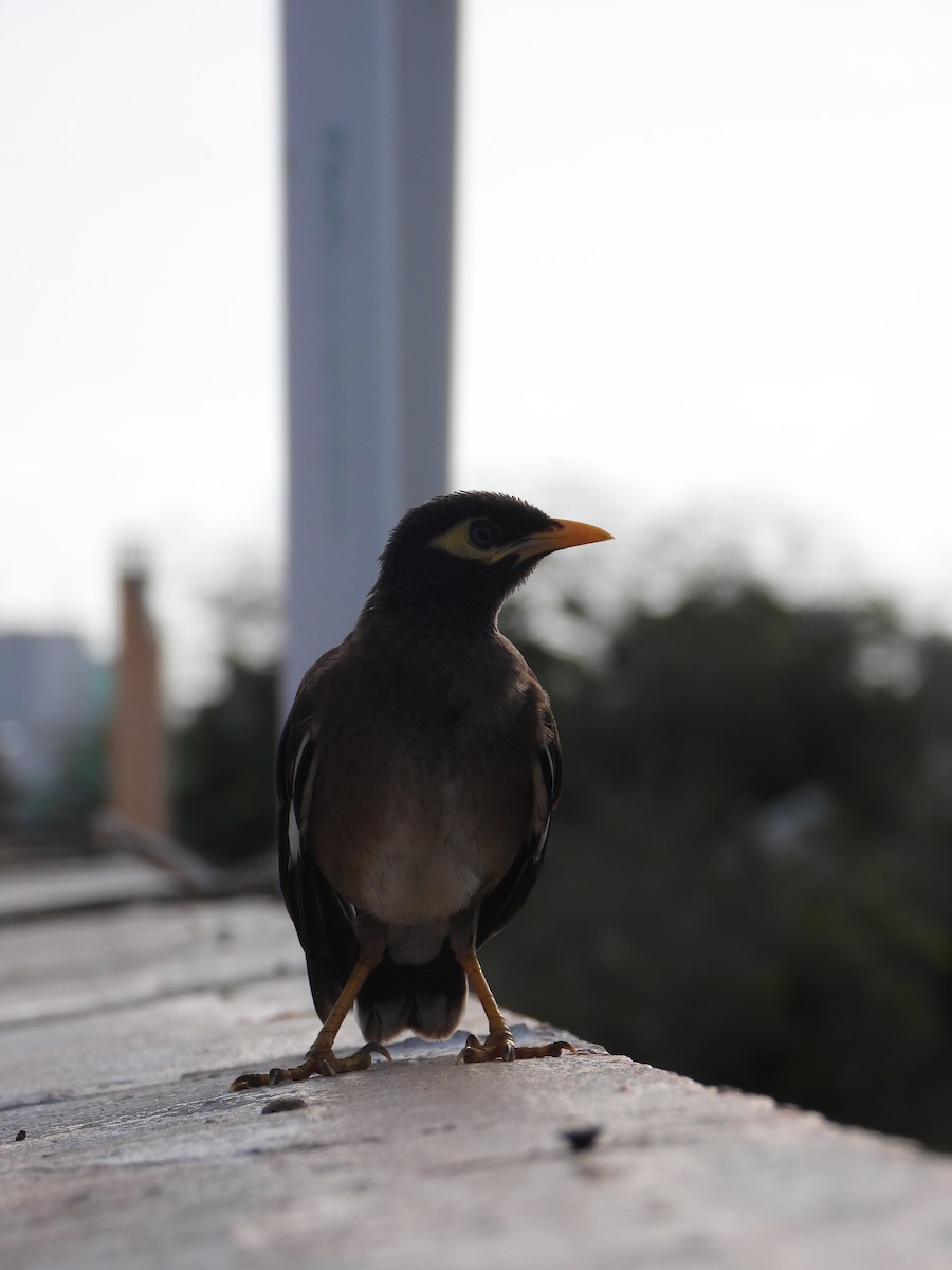 Common Myna - ML645635679