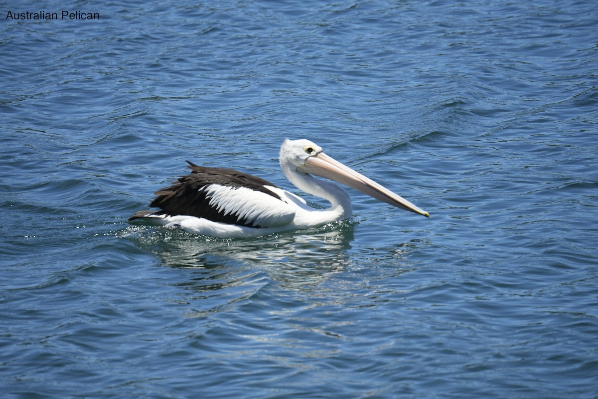 Пелікан австралійський - ML645635683