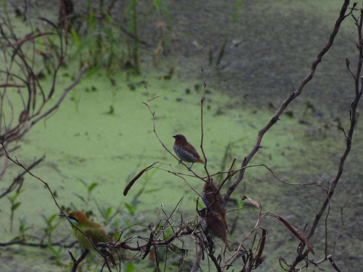 Мунія іржаста - ML645635684