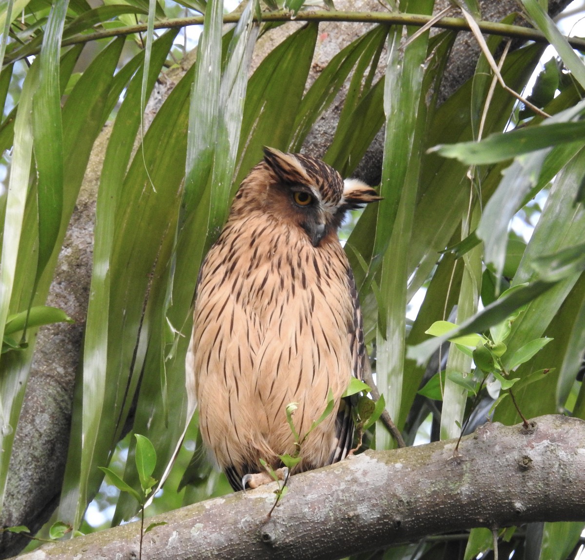 Пугач-рибоїд малазійський - ML645635685