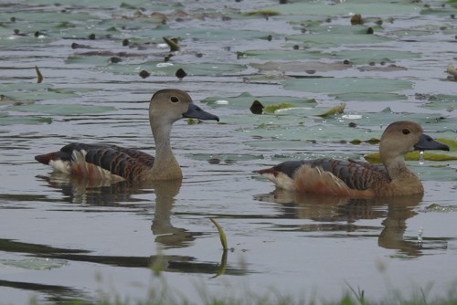 Свистач індійський - ML645635687