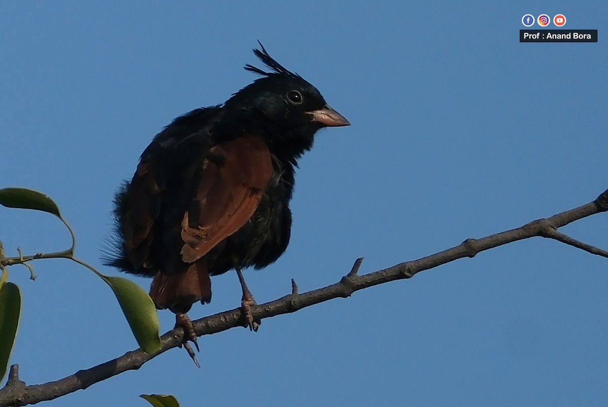 Вівсянка чубата - ML645635688