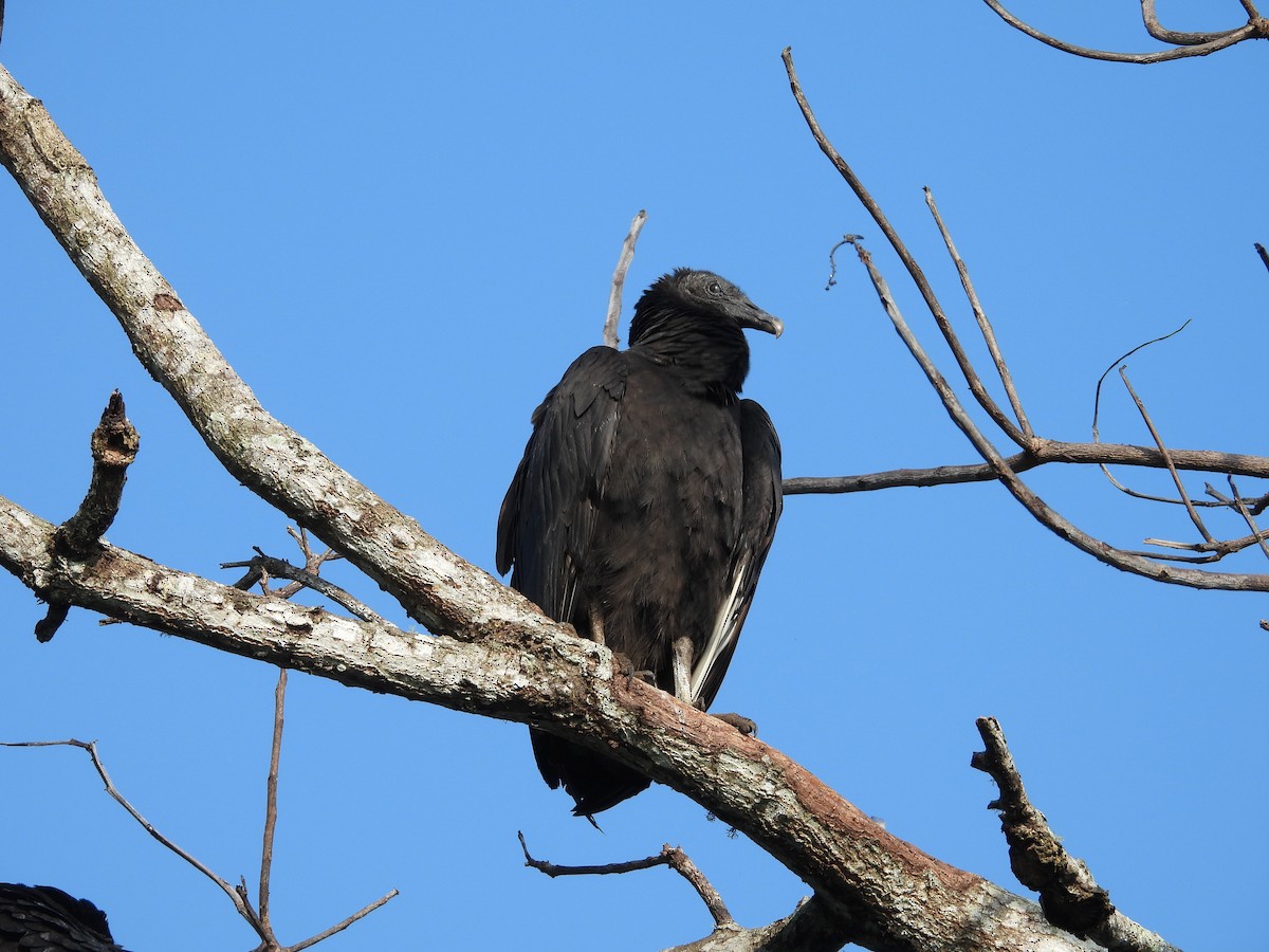 Катарта чорна - ML645635690