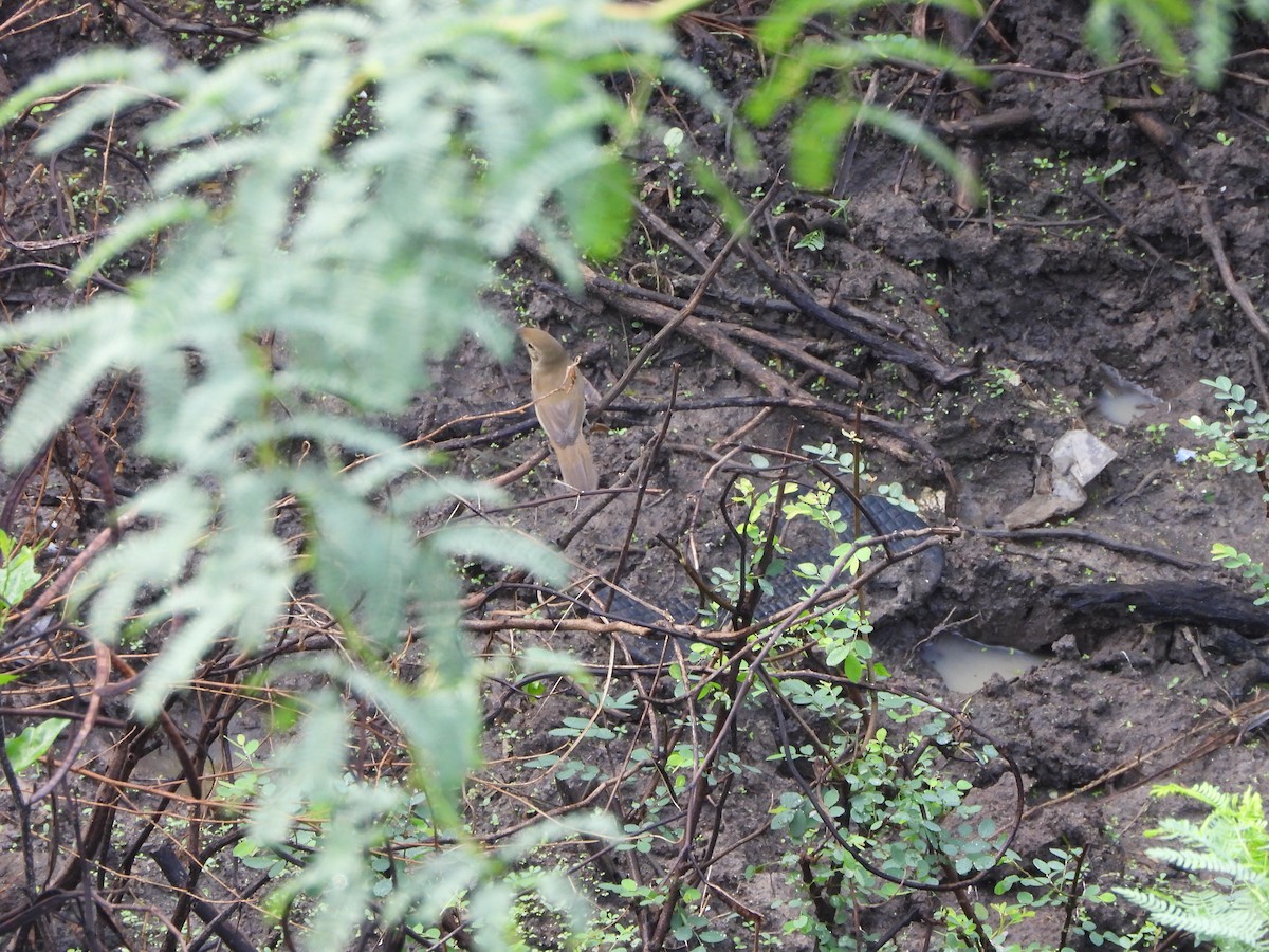 Очеретянка садова - ML645635693