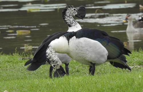 Качка шишкодзьоба - ML645635694