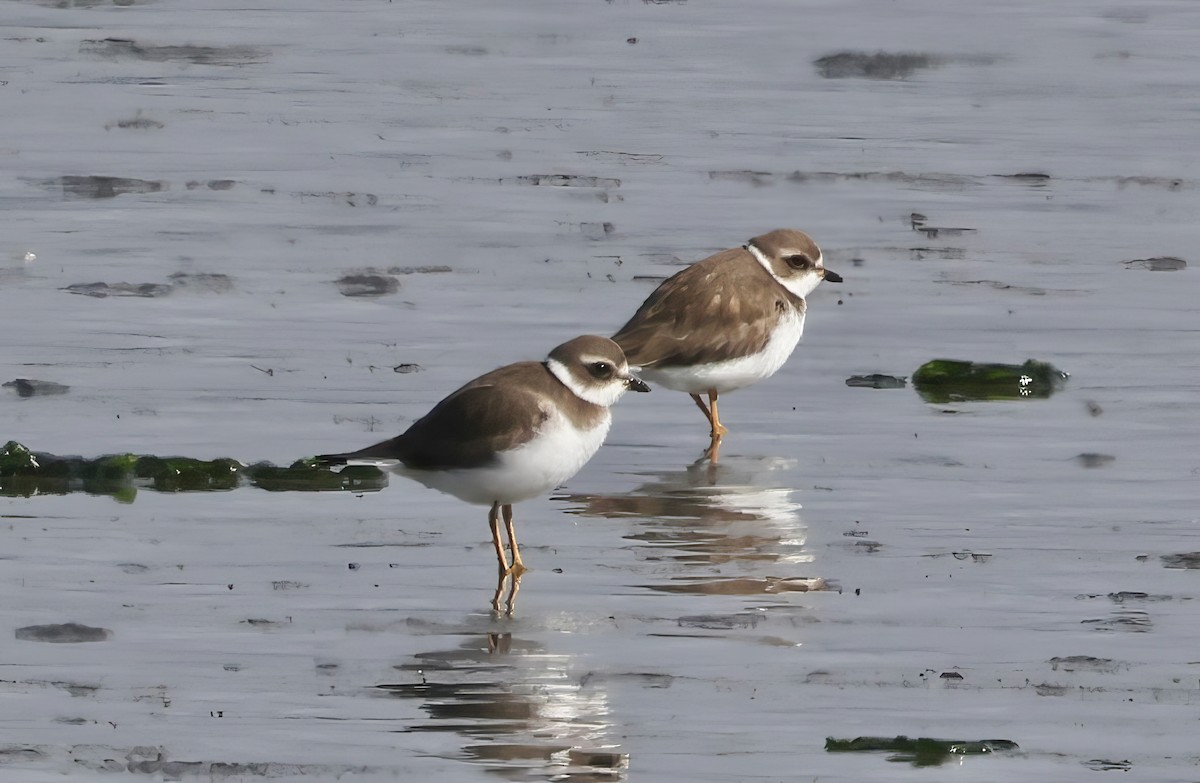 Пісочник канадський - ML645635695