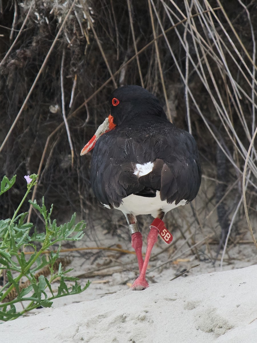 Кулик-сорока довгодзьобий - ML645635696