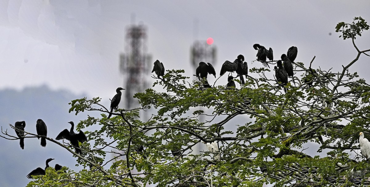 Баклан яванський - ML645635697