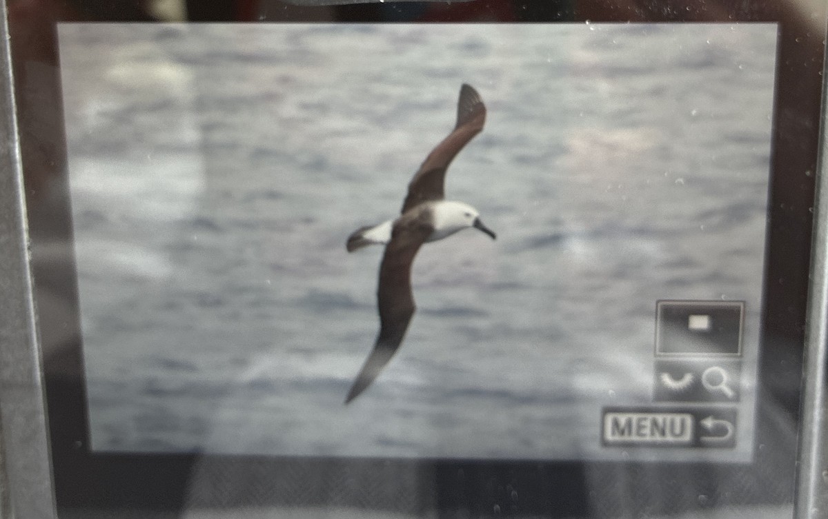 Альбатрос жовтодзьобий індійський - ML645635698