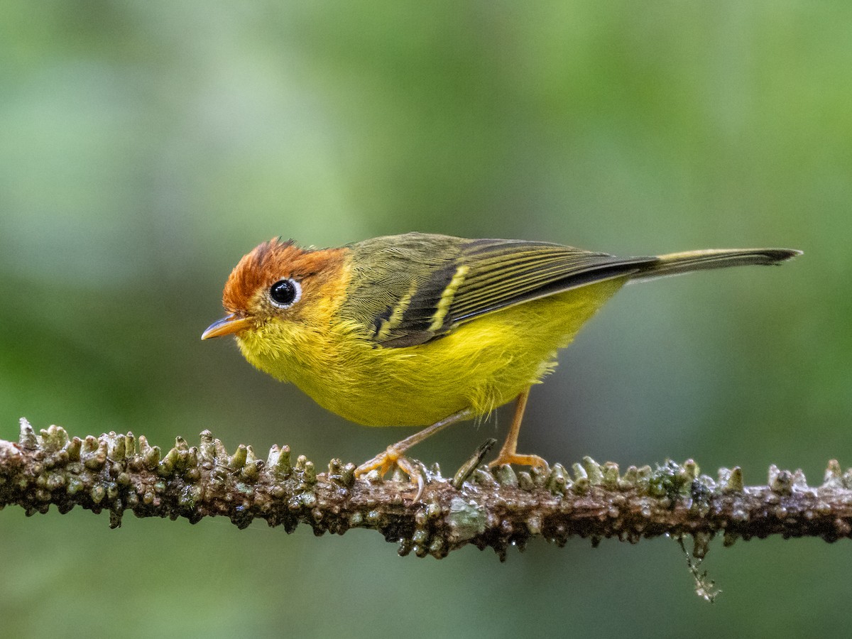 Скриточуб жовтогрудий - ML645635699