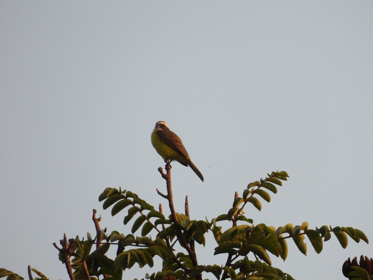 Бієнтевіо червоноголовий - ML645635701