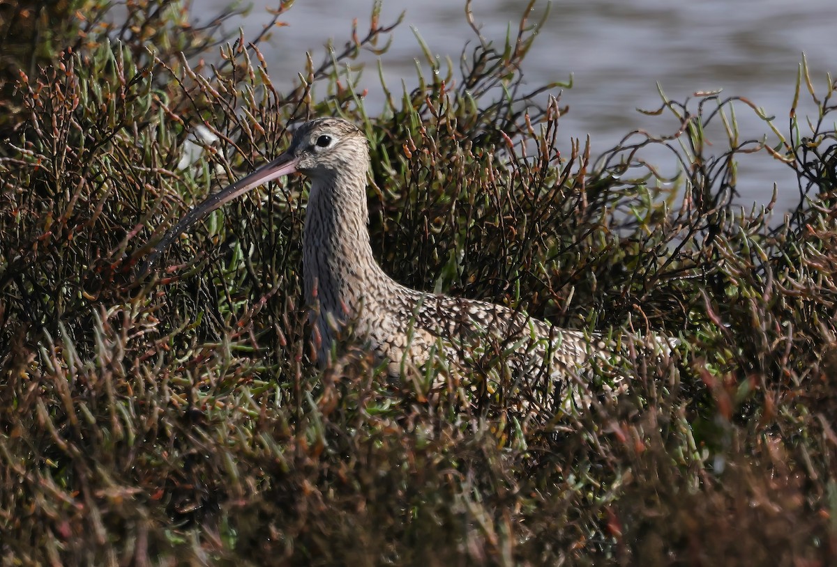 Кульон американський - ML645635702