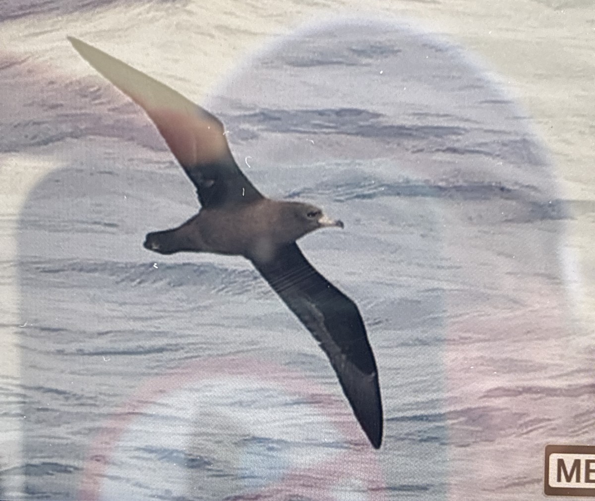 Буревісник світлоногий - ML645635703