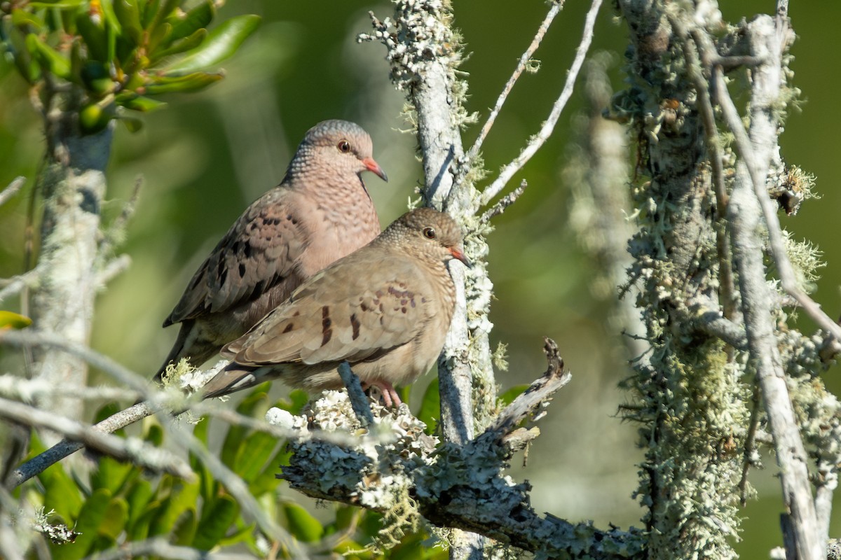 Талпакоті строкатоголовий - ML645635704