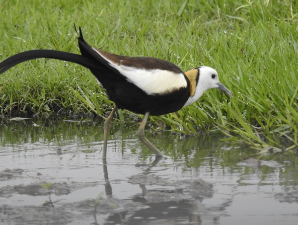 Якана довгохвоста - ML645635705