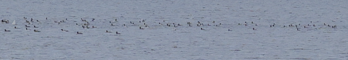 Common Merganser - ML645635708