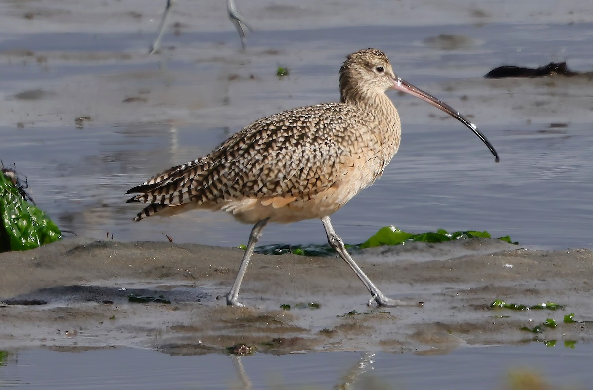 Кульон американський - ML645635709