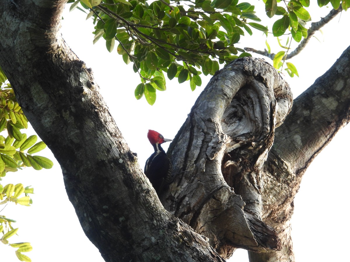 Дятел-кардинал світлодзьобий - ML645635712