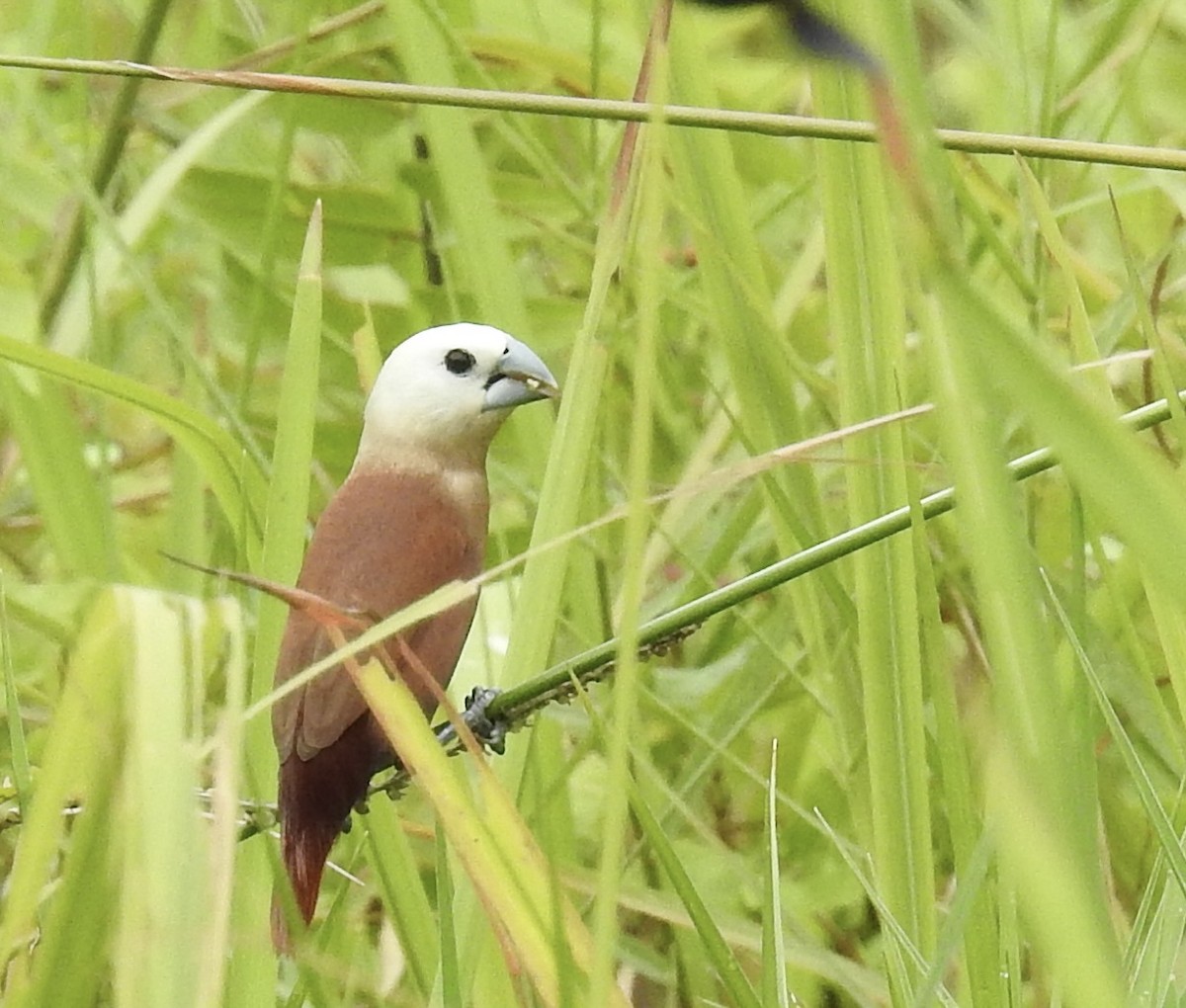 Мунія білоголова - ML645635713