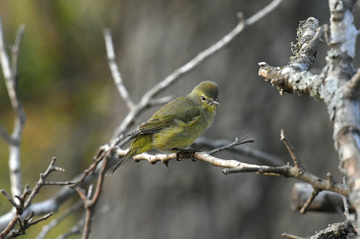 Червоїд оливковий - ML645635714