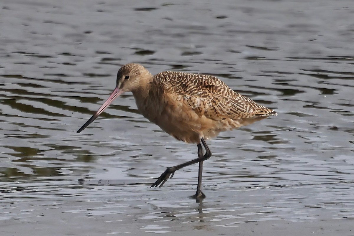 Грицик чорнохвостий - ML645635715