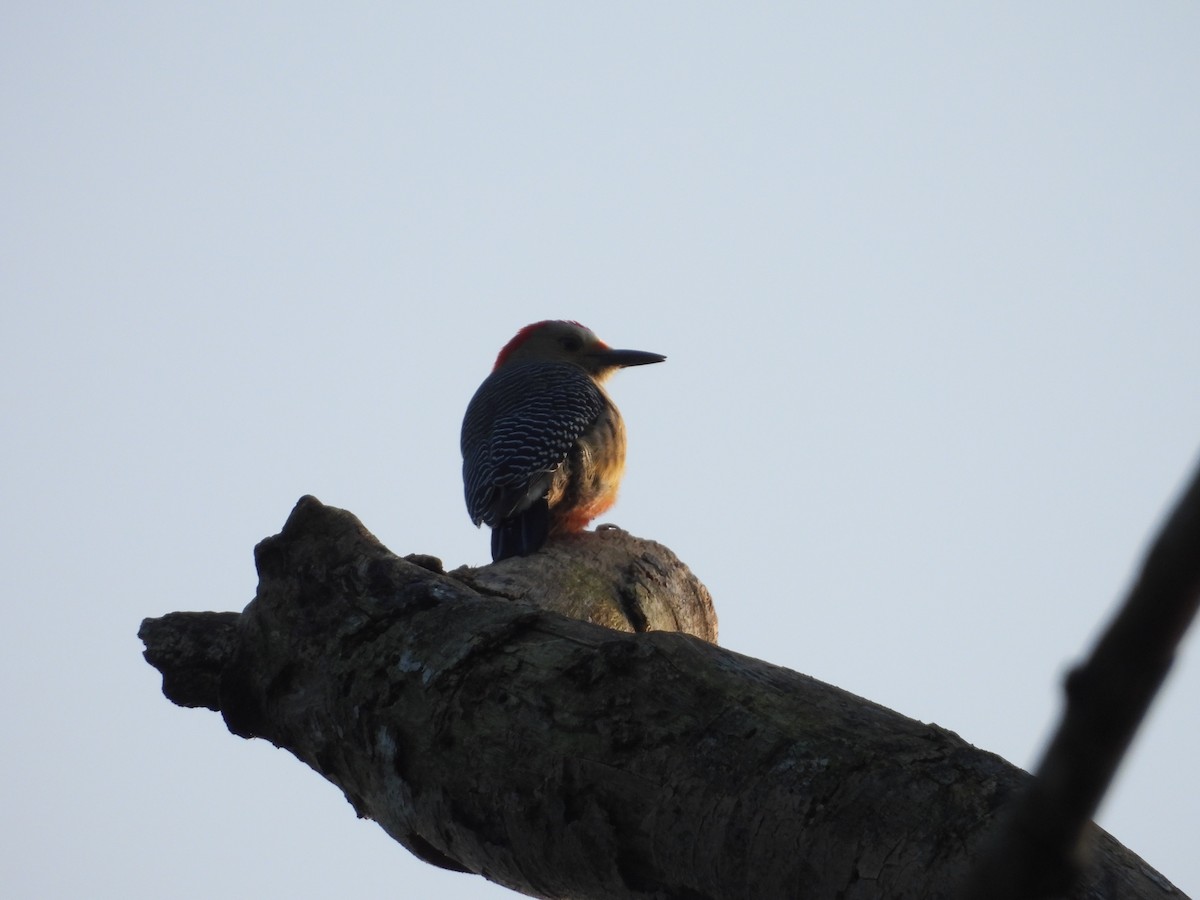 Гіла золотоголова - ML645635716