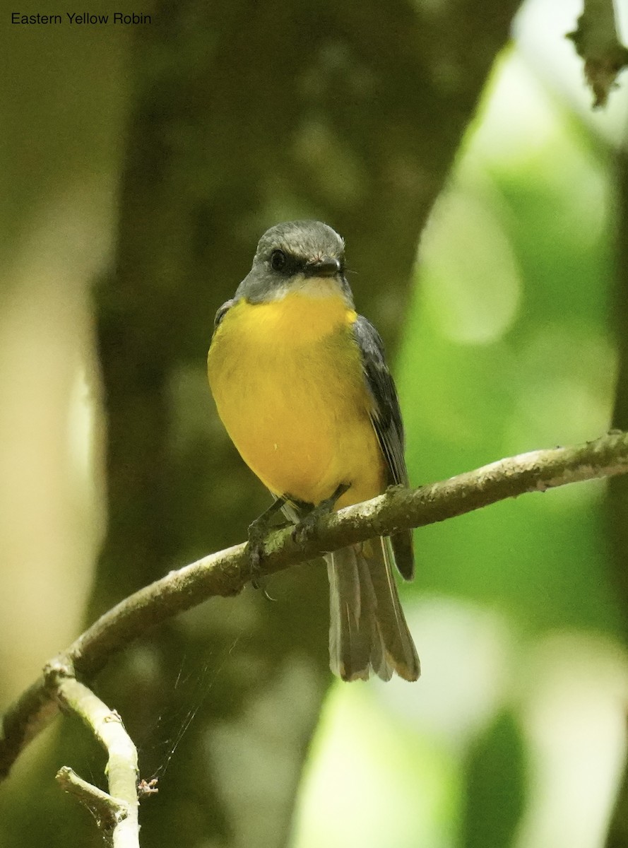 Королець жовтий - ML645635717