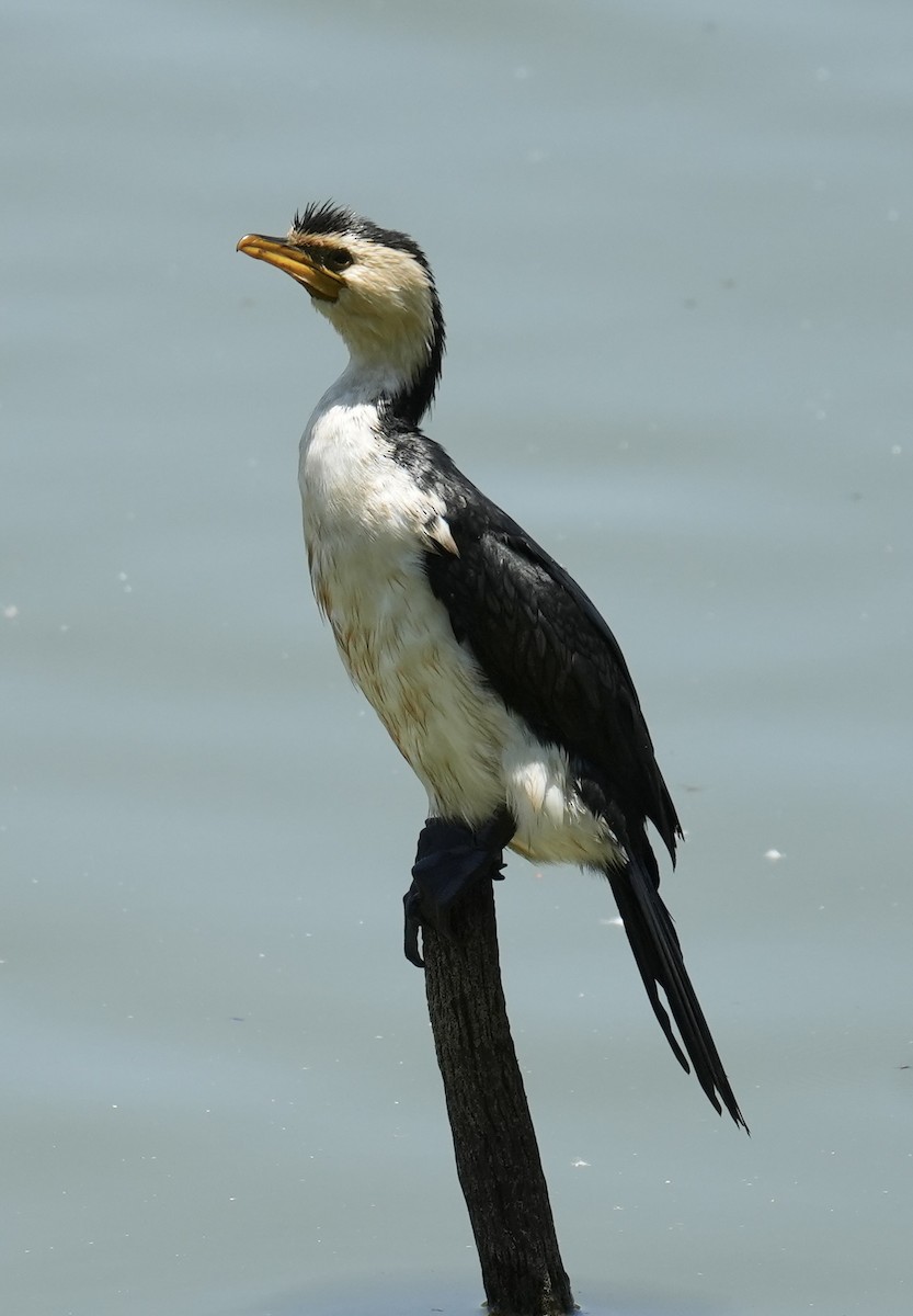 Баклан строкатий - ML645635720