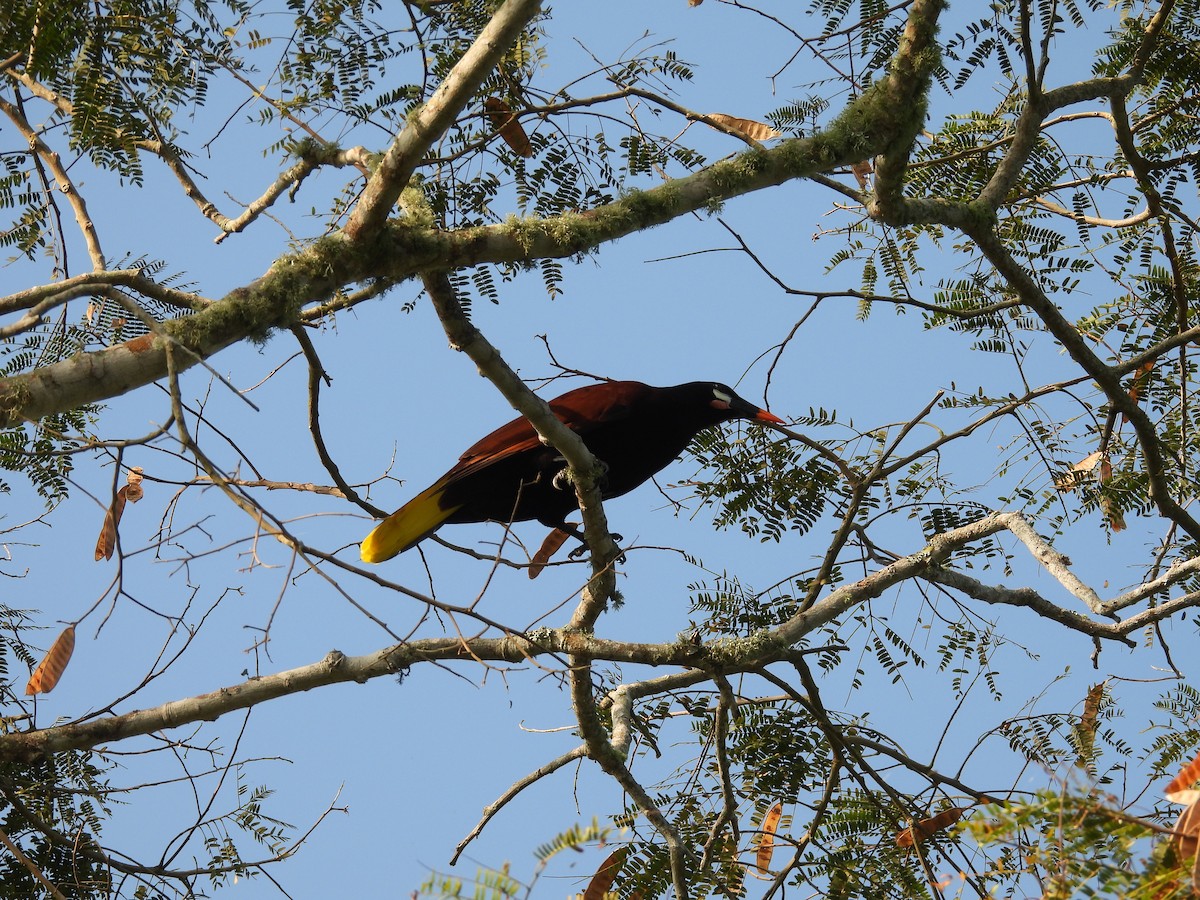 Конота панамська - ML645635721