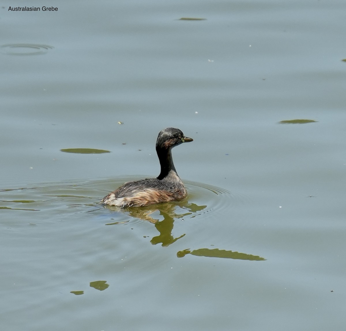 Австралийская поганка - ML645635726