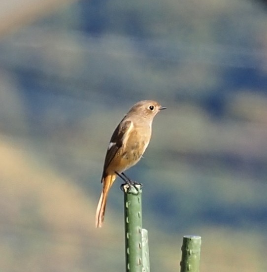 Daurian Redstart - ML645635731
