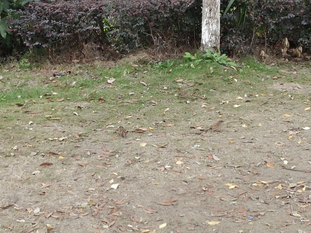 Ağaç Serçesi - ML645635733