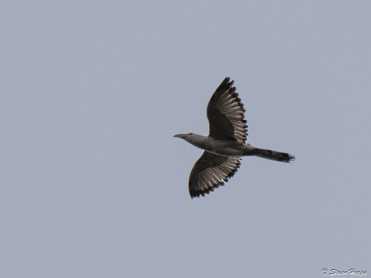 Channel-billed Cuckoo - ML645635738