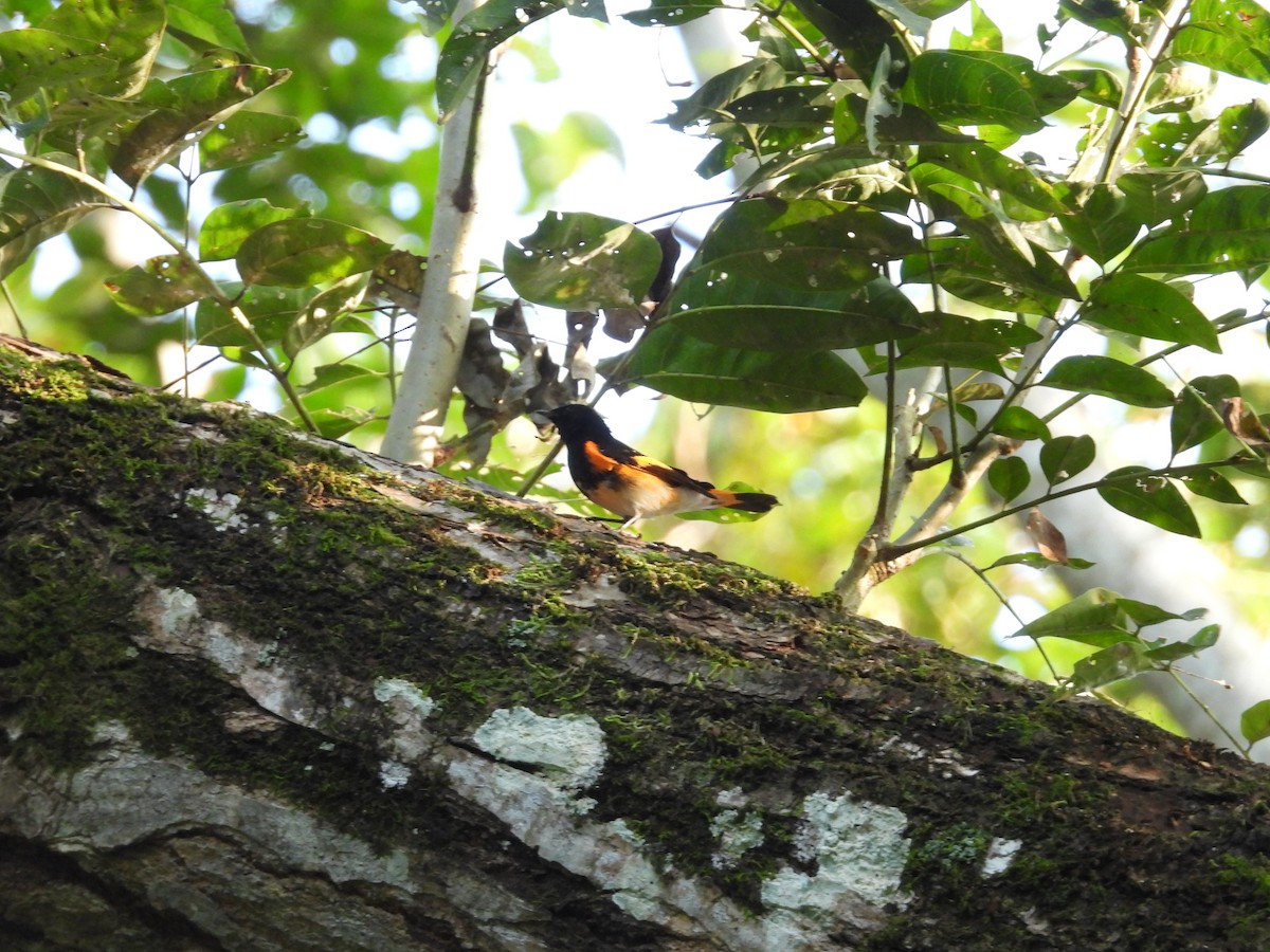 American Redstart - ML645635739