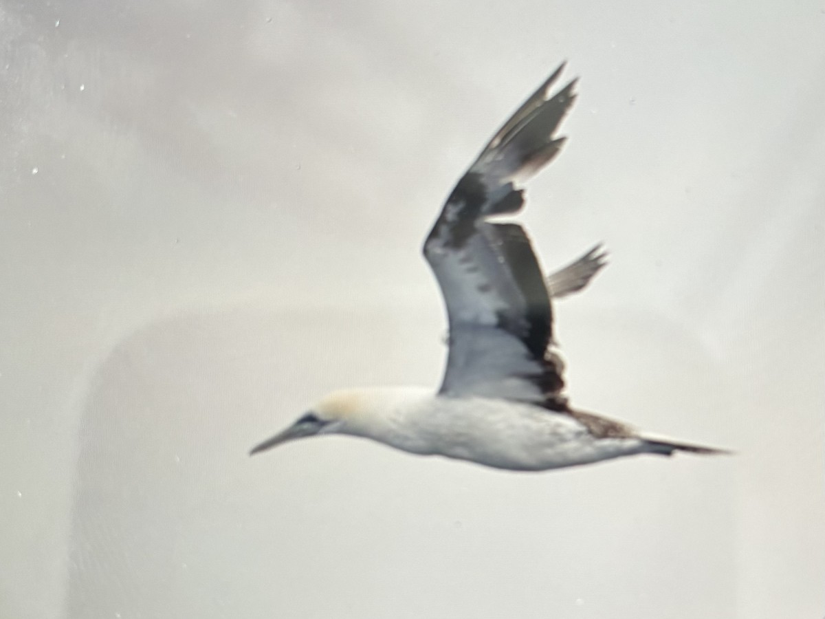 Australasian Gannet - ML645635741