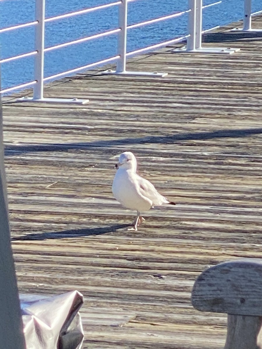 Ring-billed Gull - ML645635748