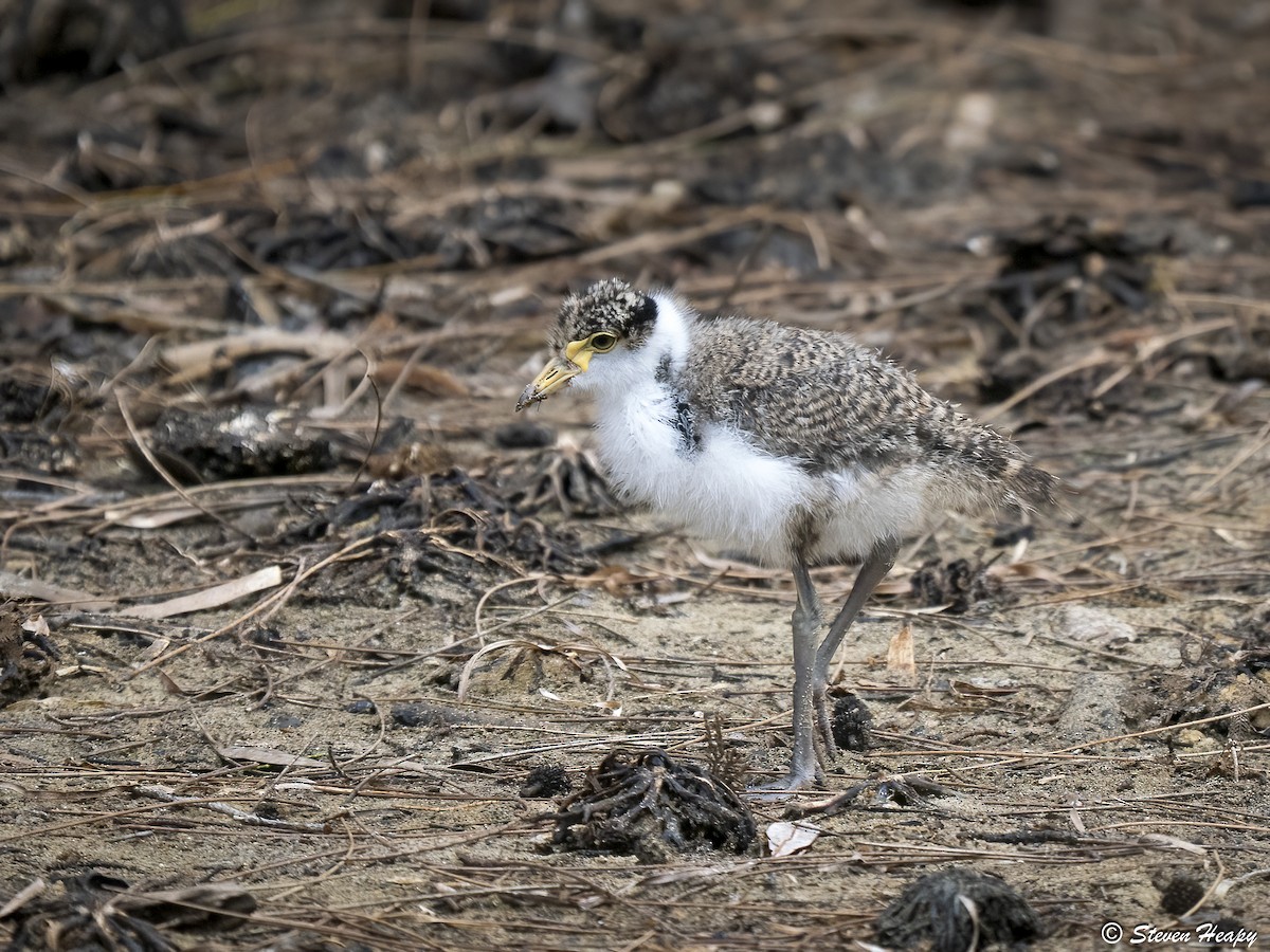 Hegabera maskaraduna - ML645635750